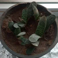 عتیقه وزیبا|کلکسیون اشیاء عتیقه|آذرشهر, |دیوار