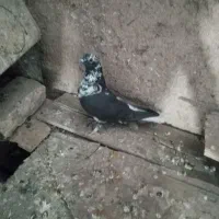 کاشونی