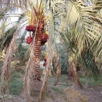 باغ|فروش دفتر صنعتی، کشاورزی، تجاری|نرماشیر, |دیوار