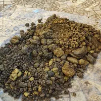 فروش و خرید بره موم زنبور عسل