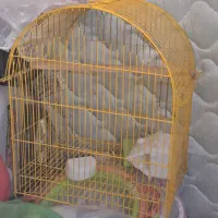 قفس