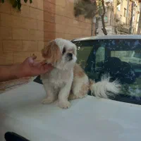 سگ شیتزو فلت اصیل|سگ|مشهد, نوده|دیوار