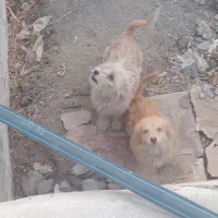 سگ پاکوتاه شش ماهه