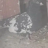 کفتر سرسیاه ساعتی پر