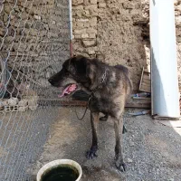 سگ نژاد افغان نگهبان