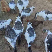 غاز‌محلی‌ارگانیک‌بادوعدد‌بوقلمون‌نر|حیوانات مزرعه|بشاریات, |دیوار