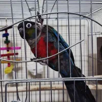 جفت مولد کریمسون