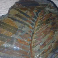 فسیل|کلکسیون اشیاء عتیقه|تهران, طرشت|دیوار