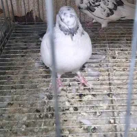 کبوتر|پرنده|اصفهان, گرکان|دیوار