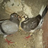 کبوتر