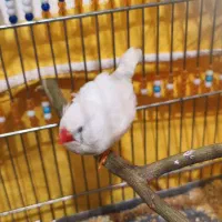 فنچ مولد|پرنده|گیلان غرب, |دیوار