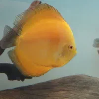 آکواریوم APA و فیلتر سطلی دیسکس|ماهی|شیراز, آبیاری|دیوار