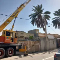 قطع نخل ودرخت درباغ ومنزل|خدمات باغبانی و درختکاری|جهرم, |دیوار