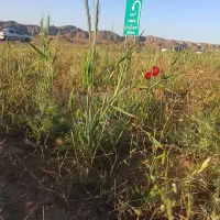 زمین نزدیک گلخانه در بیلوردی