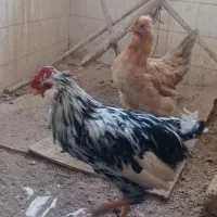 مرغ خروس گلین