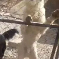 سگ قدرجونی جهرم