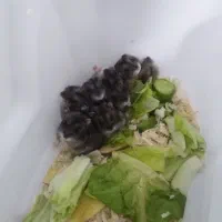 همستر|موش و خرگوش|محمدشهر, محمدشهر|دیوار