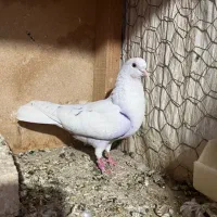 ماده خوب