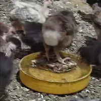 بیست.قطعه.جوجع