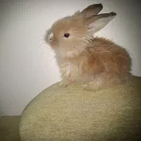 بچه خرگوش های لوپ جرسی و لوپ آنگورا