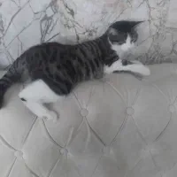 واگذاری گربه بصورت رایگان