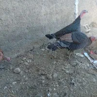بوقلمون|حیوانات مزرعه|نهاوند, |دیوار