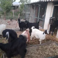 بز فروشی