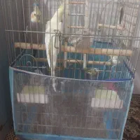 عروس هلندی|پرنده|شهریار, شهرک مصطفی خمینی|دیوار