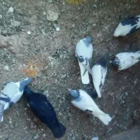 کفتر رنگی پرشی