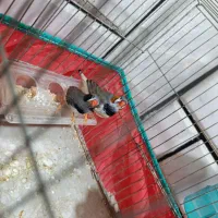 فنج|پرنده|دورود, |دیوار
