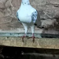 کفتر سار سفید کاغذی المانی