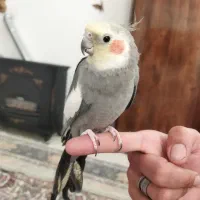 عروس هلندی نر و ماده (نر سخنگو)|پرنده|مشهد, ویلاشهر|دیوار