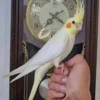 عروس هلندی ماده دخترانه