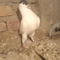 کفتر مسافتی|پرنده|صابری, |دیوار