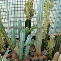 افوربیاهای ابلق و سایز بزرگ