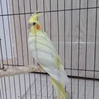 جفت عروس هلندی