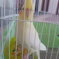 عروس هلندی|پرنده|بروجرد, |دیوار