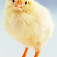 کارگر مرغداری