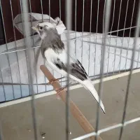 قناری ابلق رسمی