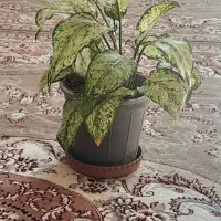 گل طبیعی