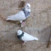 کفتر رنگه. طوقی هفترنگ جفتگاه دمسفید ساده افغانی|پرنده|مشهد, شهرک شهید باهنر|دیوار