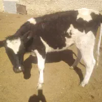 گوساله نر و ماده|حیوانات مزرعه|مرودشت, شهرک بسیجیان|دیوار