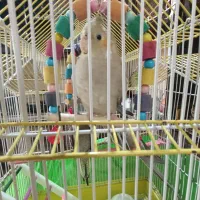 عروس‌هلندی‌