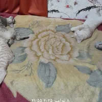 واگذاری گربهdomestic short hairرنگ کرم بژ|گربه|رشت, شهرک آیت الله منتظری|دیوار