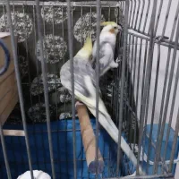 یه جفت عروس هلندی نرو ماده درحال تخم گذاری|پرنده|ماهدشت, |دیوار