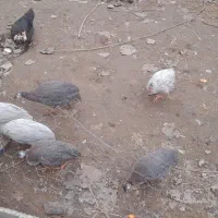 مرغ شاخدار ( مرغ روسی )