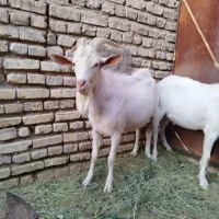 نری سانن اصل