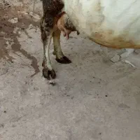 گاو شیری با گوساله