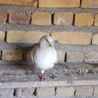کبوتر پرشی|پرنده|اردکان, |دیوار