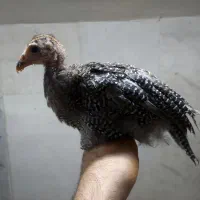 جوجه مرغ شاخدار